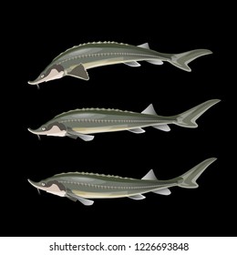 Set of sturgeon fish. Vector illustration isolated on black background