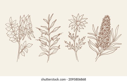 Set of Sturt's desert pea, eremophila, flannel flower, Christmas tree. Hand drawn Australian native plants svg