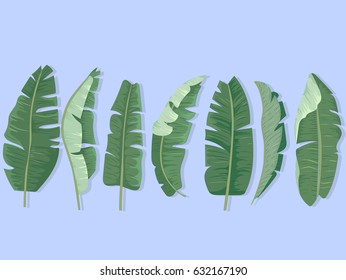 Set of stylized banana leaves. Objects for decoration, design on advertising booklets, banners, flayers.