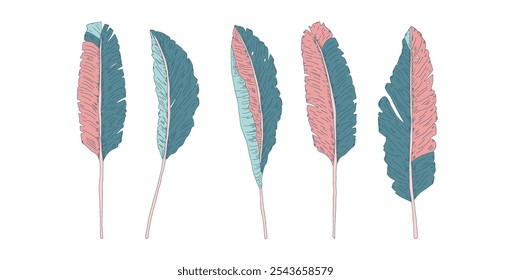 Set of stylized banana leaves. Tropical hand drawn foliage kit. Vector hand drawn botanic collection illustration isolated on white background.