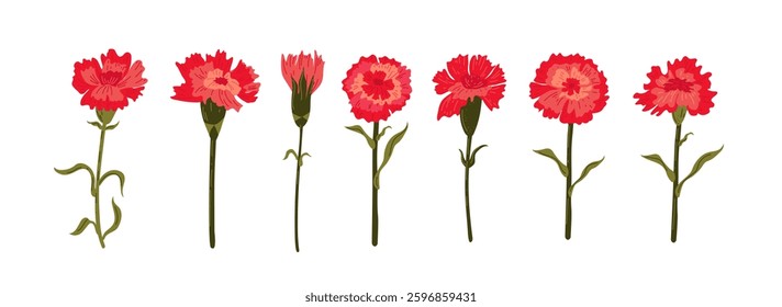 Set of stylized carnation flower. Mother's Day decor. Vector