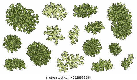 Set of stylized green moss and lichen leaf illustrations isolated on white background. Various forest ground cover botanical elements, frondose lichen, and mossy patches for design.