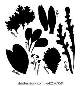 Set of stylized hand-drawn leaves of different varieties of lettuce. Style for eco-store, cafe, restaurant. Vector illustrations.