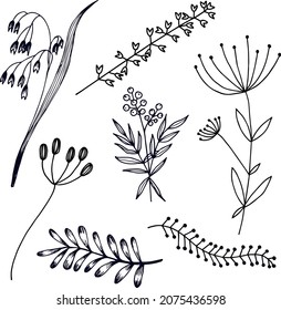 Set of stylized meadow grasses. Contour drawing of plants. Spikelet, umbrellas and blades of grass.