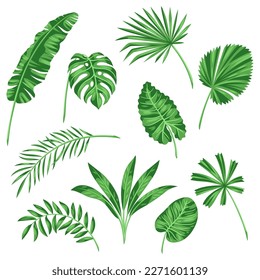 Conjunto de hojas de palma estilizadas. Imagen de vegetación y follaje tropical.