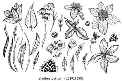 Set of stylized plant floral elements. Vector illustration. Manual graphics.