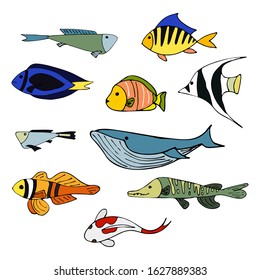 set of stylized real tropical ocean and river fish whale pike clown fish blue surgeon fish horned zankle fish Japanese koi carp herring striped Vector hand-drawn stock illustration on white background