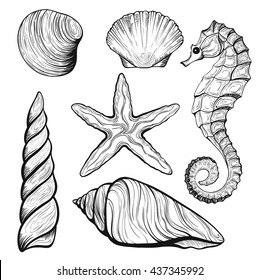 set of stylized seashells linear silhouettes sketch in retro style isolated on white background, handmade, starfish, vector Stock