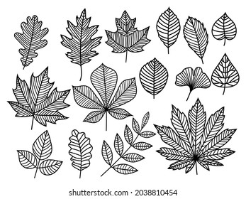Set of stylized tree leaves. Collection of falling autumn leaves. Vector illustration of hand drawn plants with lines. Doodle leaf. Ornament. Linear art. Tattoo.