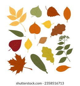 A set of stylized tree leaves. Collection of falling autumn leaves.