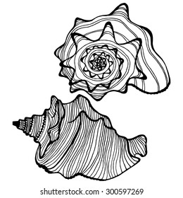 A set of stylized vector decorative shells, hand-drawn, isolated on a white background.