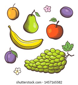 Set of stylized vector fruits. Red apple, green pear, banana, plums, apricot and grapes