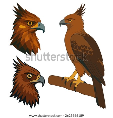 Set of Stylized vector illustration of the Javan Hawk-Eagle (Nisaetus bartelsi), a critically endangered raptor endemic to Indonesia. Features detailed head profiles and full-body perched pose.