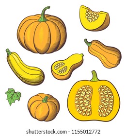 Set stylized vector vegetables  Pumpkins  butternut squash  vegetable marrow; zucchini  Whole fruits and leaves   slices and seeds