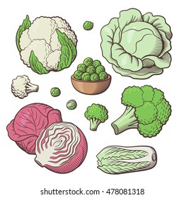 Set of stylized vector vegetables. White cabbage, red cabbage, cauliflower, broccoli, chinese cabbage, brussels sprouts 