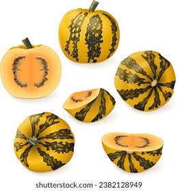 Set of Styrian oil pumpkin.  Winter squash. Cucurbita pepo. var. Styriaca. Fruits and vegetables. Isolated vector illustration.