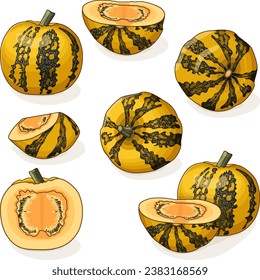 Set of Styrian oil pumpkin.  Winter squash. Cucurbita pepo. var. Styriaca. Fruits and vegetables. Clipart. Isolated vector illustration.