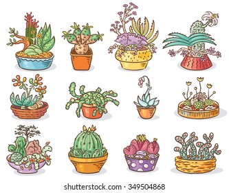 Set of succulent compositions in containers, colorful drawing