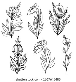 Set of succulent floral elements. Hand drawn lush flowers with stems, leaves, blooms, seeds.  Black and white botanical illustration. Vector image.