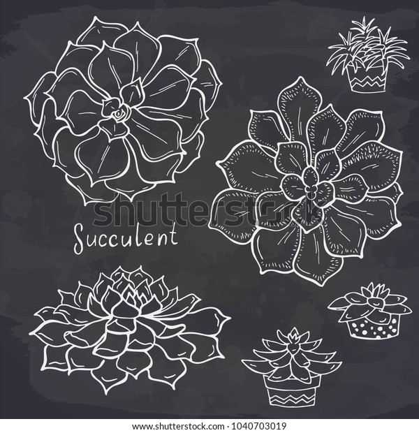 Set Succulent On Chalkboard Flowers Desert Stock Vector Royalty