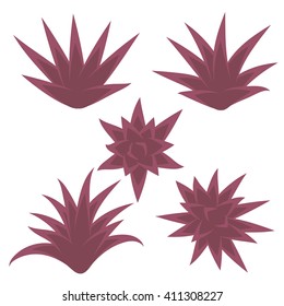 Set of succulent plant, bush, flower isolated on white background. Vector illustration.