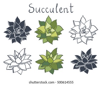 Set succulent plant in the desert collection. Succulents flowers, succulent isolated. Echeveria agavoides