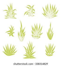 Set of succulent plant, flower isolated on white background. Vector illustration.