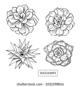 Set of succulent plants, hand drawn, black isolated on white backgroung. Vector illustration. Eps10