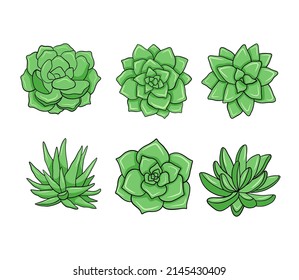 Set of succulents. Botanical color vector illustration isolated on white background