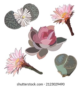 Montaje de suculentos y cactus florales. Definir la ilustración vectorial en un estilo minimalista plano.