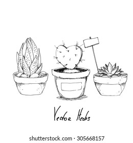 Set with succulents and cactus isolated on white background. Hand drawn vector ink illustration.