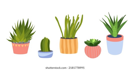 Conjunto de suculentos en macetas de flores coloridas. Plantas de casa, suculentos decorativos. Agrupar pequeñas plantas. Ilustración vectorial plana