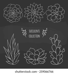 set of succulents hand drawn on a chalkboard