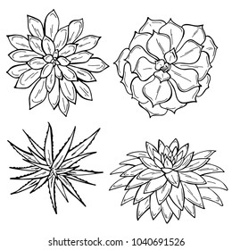 Set of succulents on a white background. Flowers in the desert. Vector illustration. Perfect for coloring book, greeting card, print.