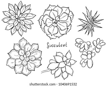 Set of succulents on a white background. Flowers in the desert. Vector illustration. Perfect for coloring book, greeting card, print.