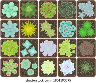 Set of succulents in pots. The view from the top. Isolated plants on a white background. Vector illustration.