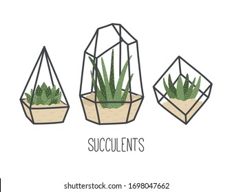 Set of succulents in terrariums, collection of different hand drawn flowers, flat style, decor for Scandinavian interior. Vector illustration isolated on white background. 