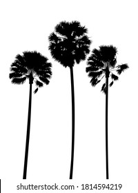 Set of sugar palm trees ,black silhouette isolated on white background. Vector illustration