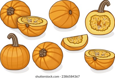 Set of Sugar Pie Pumpkins. Winter squash. Cucurbita pepo. Fruits and vegetables. Clipart. Isolated vector illustration.