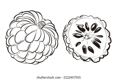 a set of Sugar-apple fruit vector illustration