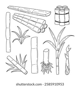 Set of Sugarcane plant outline doodle collection with stem, root and leaves, Sugarcane trees isolated on background, Natural organic sweetener product, Fresh squeezed stalks, sugarcane stacks, bamboo.