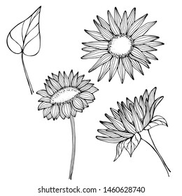 Set with summer, autumn wildflowers, sunflowers. Hand draws a liner of plants in different angles. botanical illustration vintage, isolated background. Autumn design for wrapping, wallpaper, textiles.