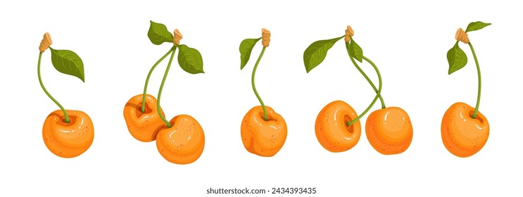 Set of summer berries yellow cherries. Vector graphics.