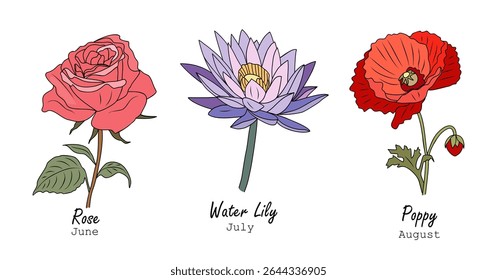 Set of summer birth month flowers, rose, June, water lily, July, and poppy, August, in colored outline style. Perfect for seasonal, birthday, and floral design. Isolated on white background