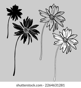 Set of summer black and white flowers of chamomile drawn by hand gray isolated. Design elements in freehand style for create greeting card, wedding invitation, package, fliers, fabric, textile.