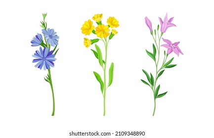 Set of summer blooming meadow or garden flowers set vector illustration