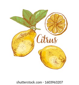 Set summer bright lemons on an isolated background. Lemon, slice on a white background. Hand drawing. Vector. Concept: tea; aroma; cosmetics; packaging; summer; lemonade, juicy fruit.