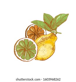 Set summer bright lemons on an isolated background. Lemon, slice on a white background. Hand drawing. Vector. Concept: tea; aroma; cosmetics; packaging; summer; lemonade, juicy fruit.