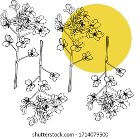 Set with summer flowers, canola. Hand draws field plants in ink, Oliy canola. botanical illustration vintage. Sprig with leaves, buds, flowers. Design for wrapping, wallpaper, textiles.