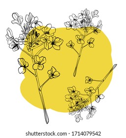 Está decorado con flores de verano, canola. La mano dibuja plantas de campo con tinta, Oliy canola. vintage de ilustración botánica. Espiral con hojas, capuchas, flores. Diseño para envolver, papel pintado, textiles.